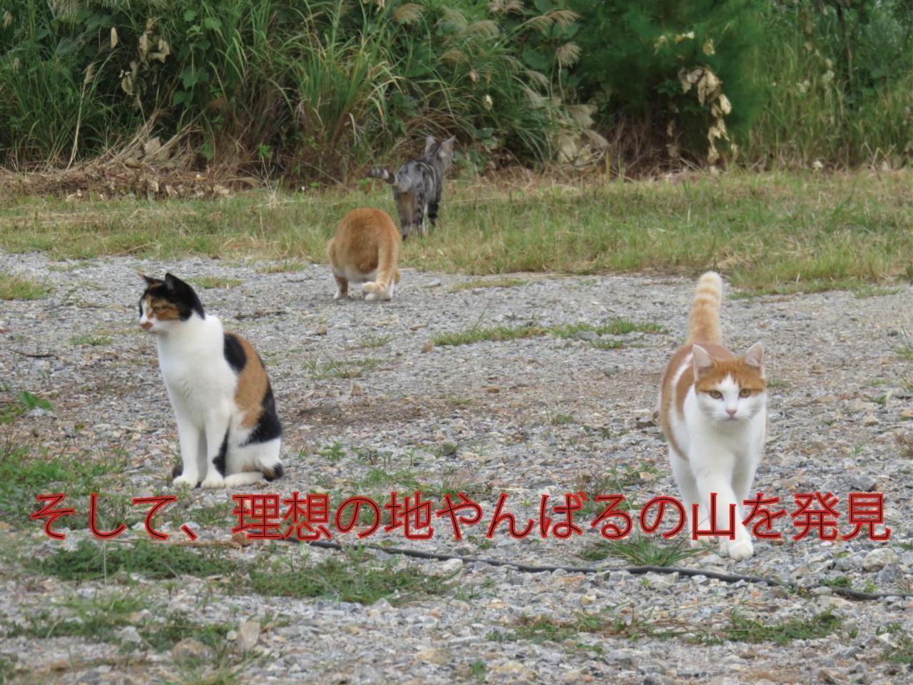 Okinawa Freedom Villa Nakijin Luaran gambar